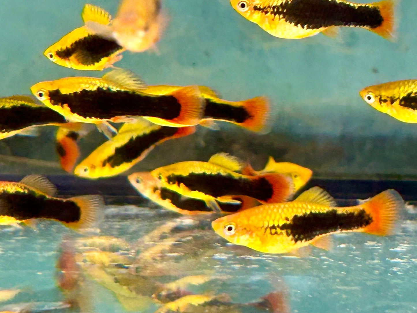 Papageienplaty Hawaii Xiphophorus variatus