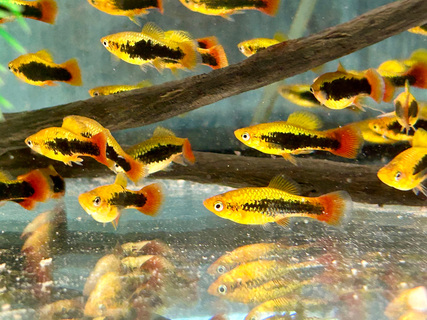 Papageienplaty Hawaii Xiphophorus variatus