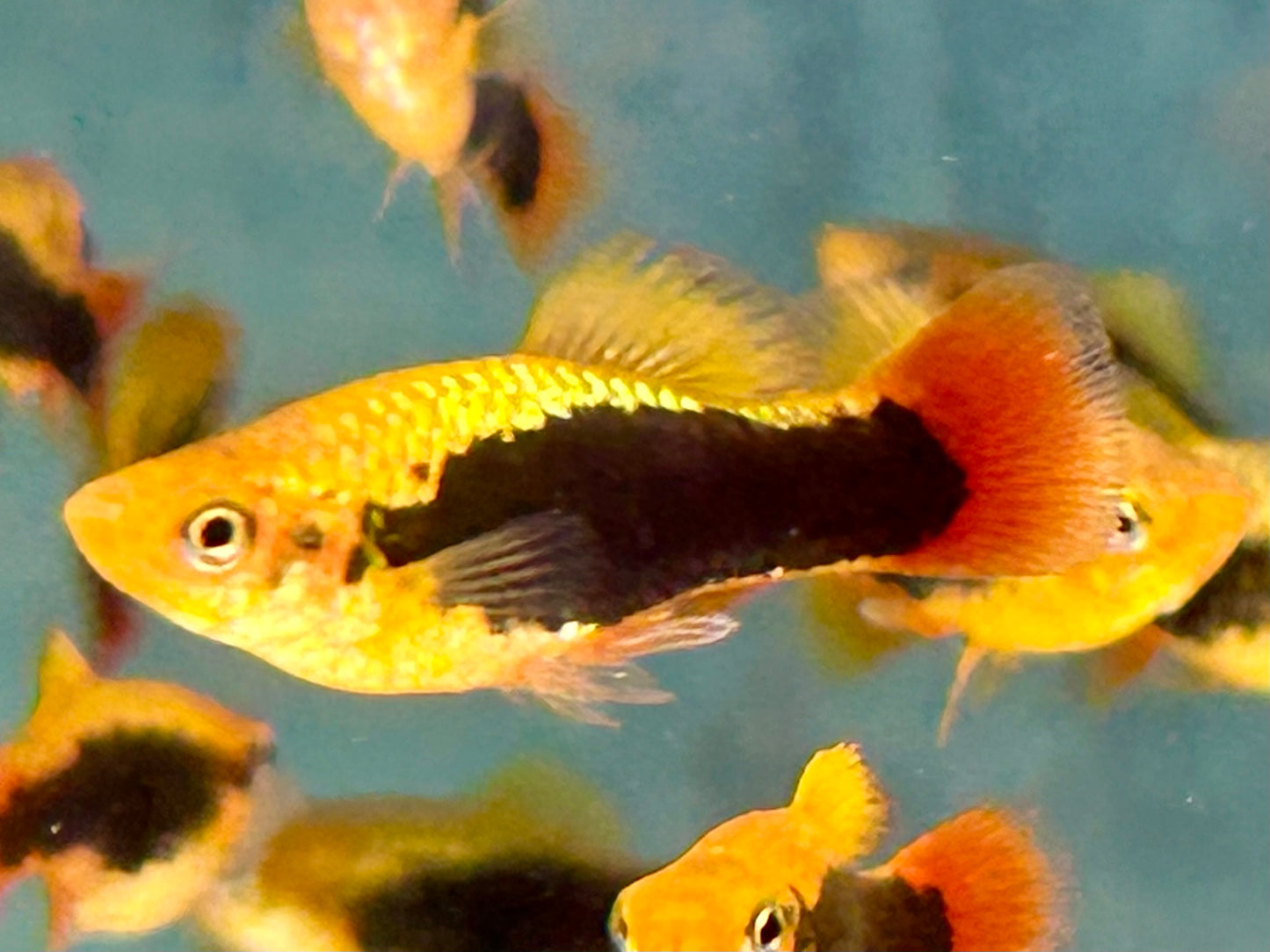 Papageienplaty Hawaii Xiphophorus variatus