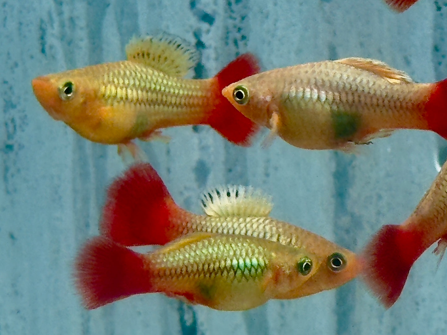 Papageienplaty Xiphophorus variatus