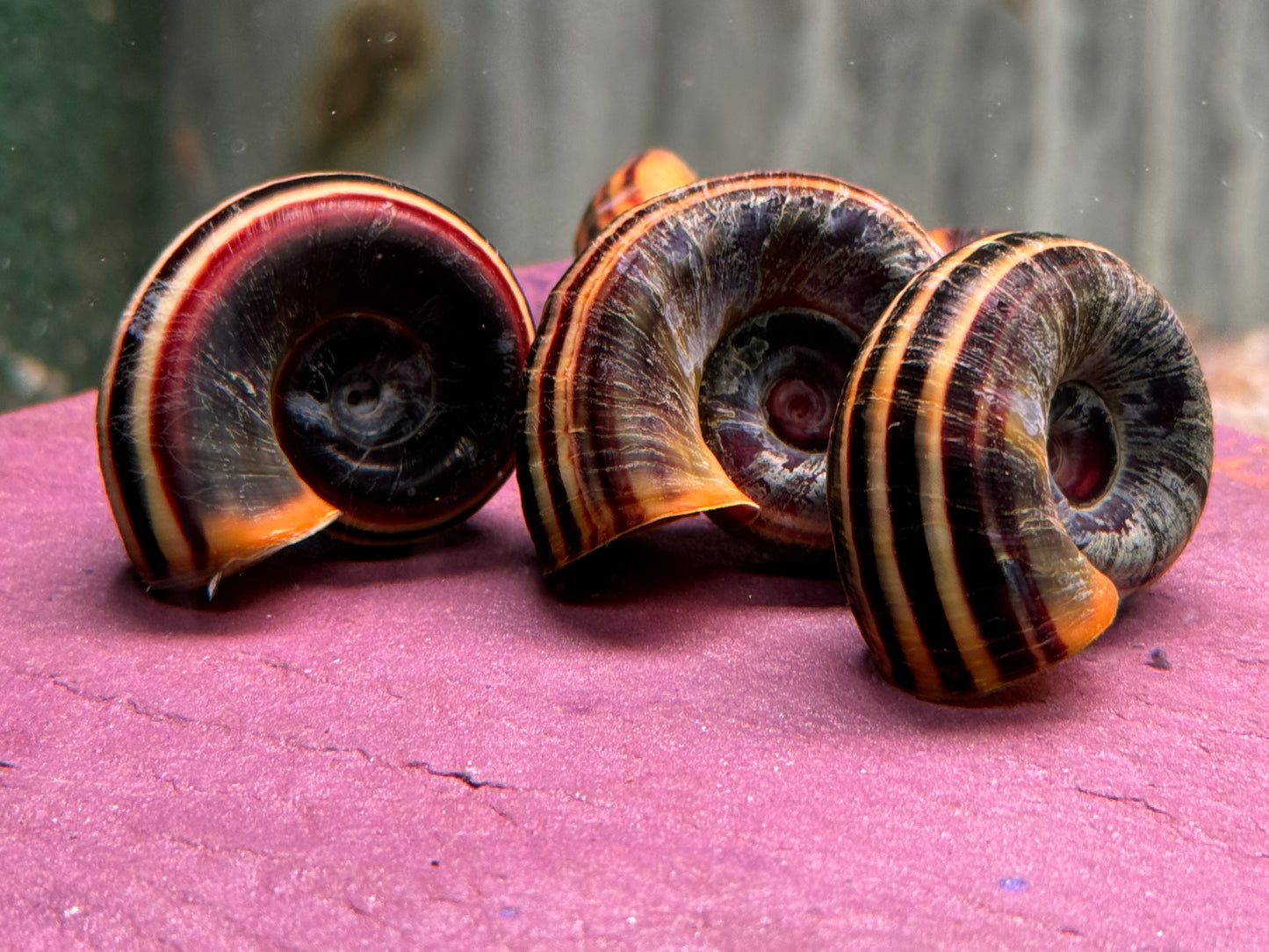 Paradiesschnecke Marisa cornuarietis
