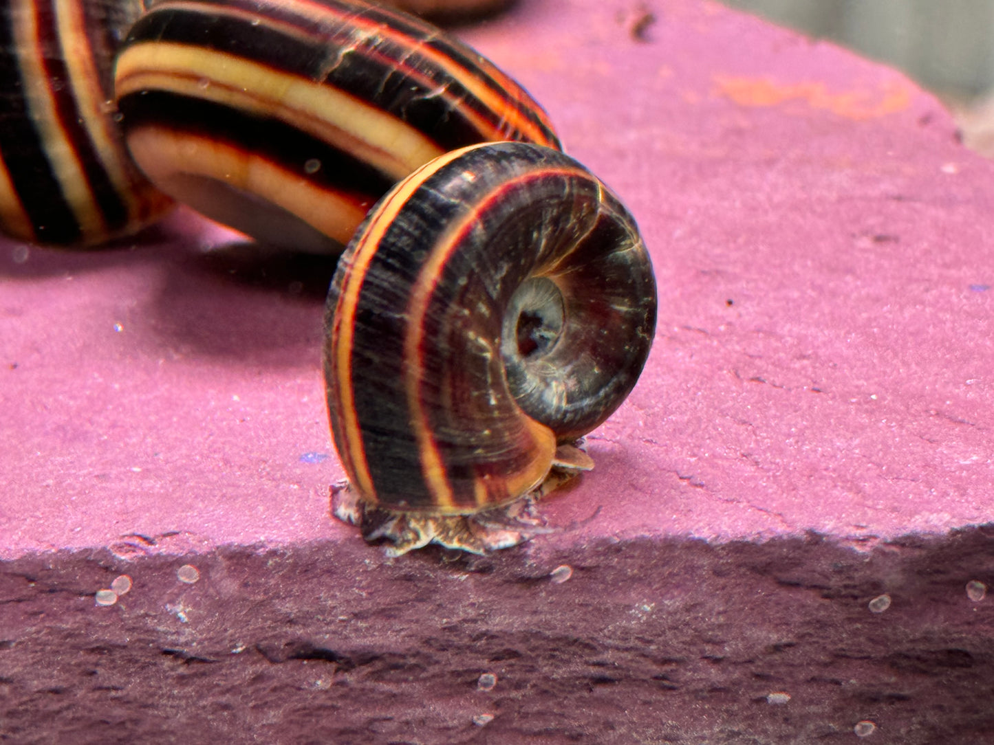 Paradiesschnecke Marisa cornuarietis