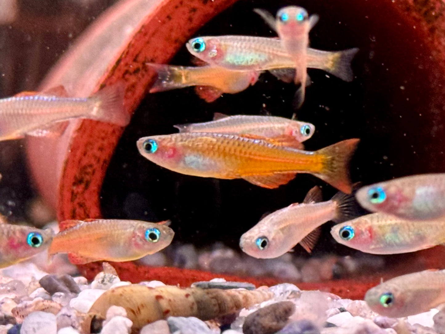 Paskas Blauauge red Neon Pseudomugil luminatus / paskai