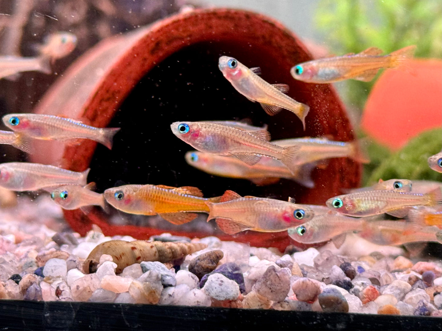 Paskas Blauauge red Neon Pseudomugil luminatus / paskai