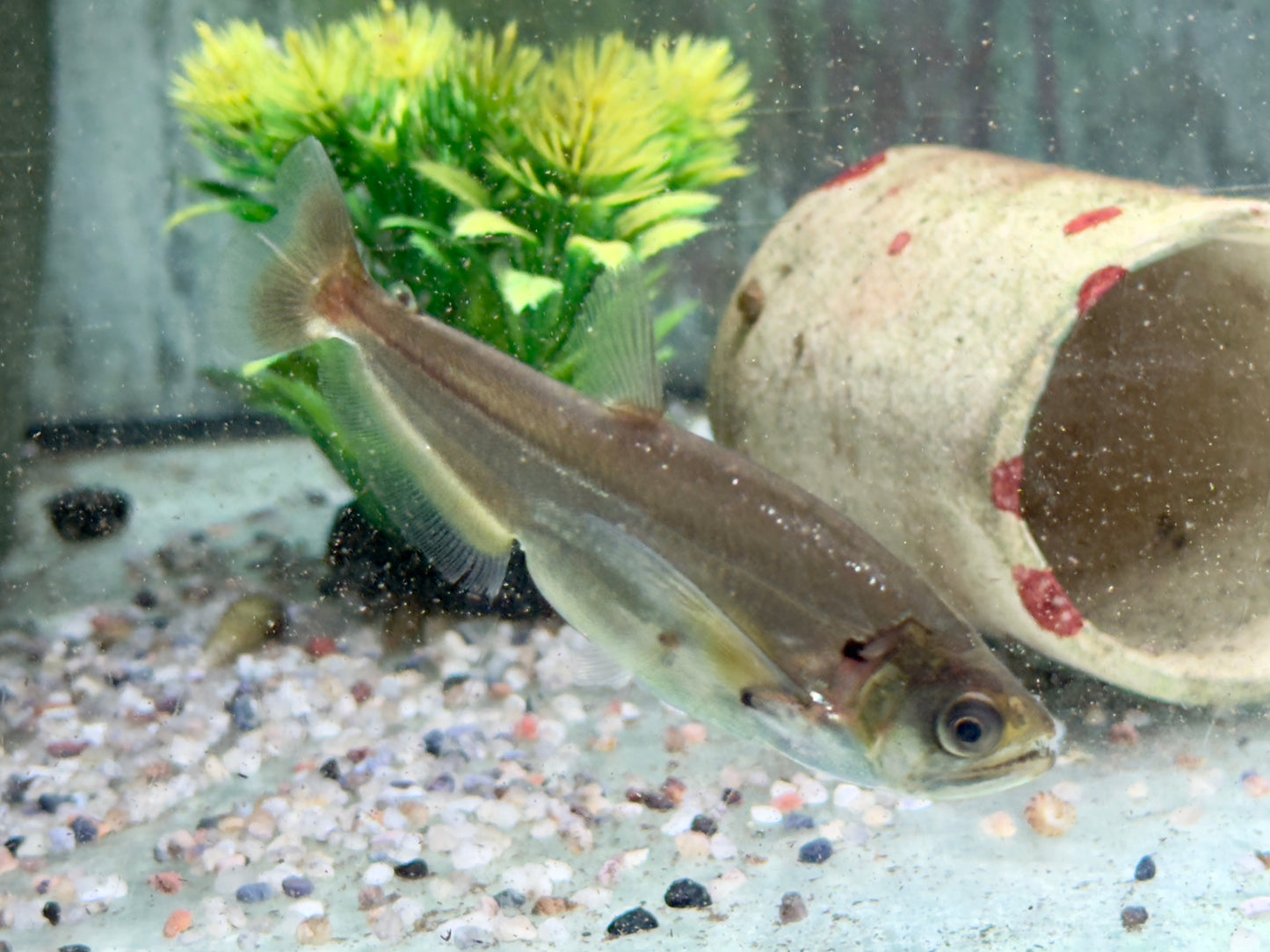 Payara Säbelzahn Salmler Hydrolycus scomberoides