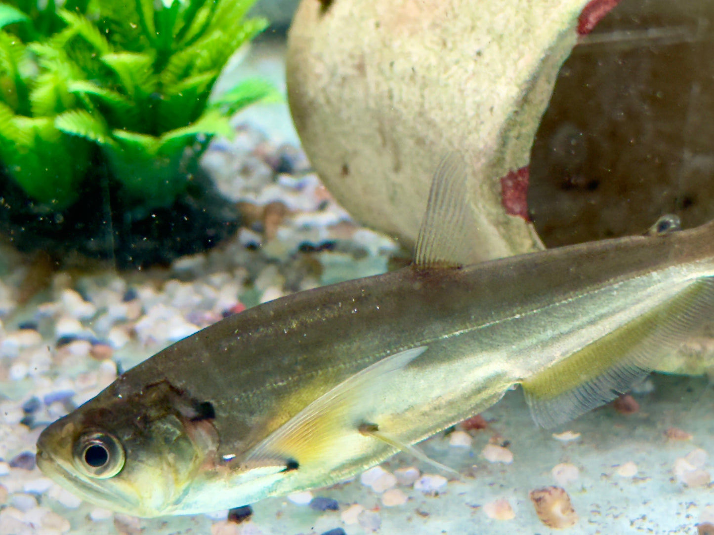 Payara Säbelzahn Salmler Hydrolycus scomberoides