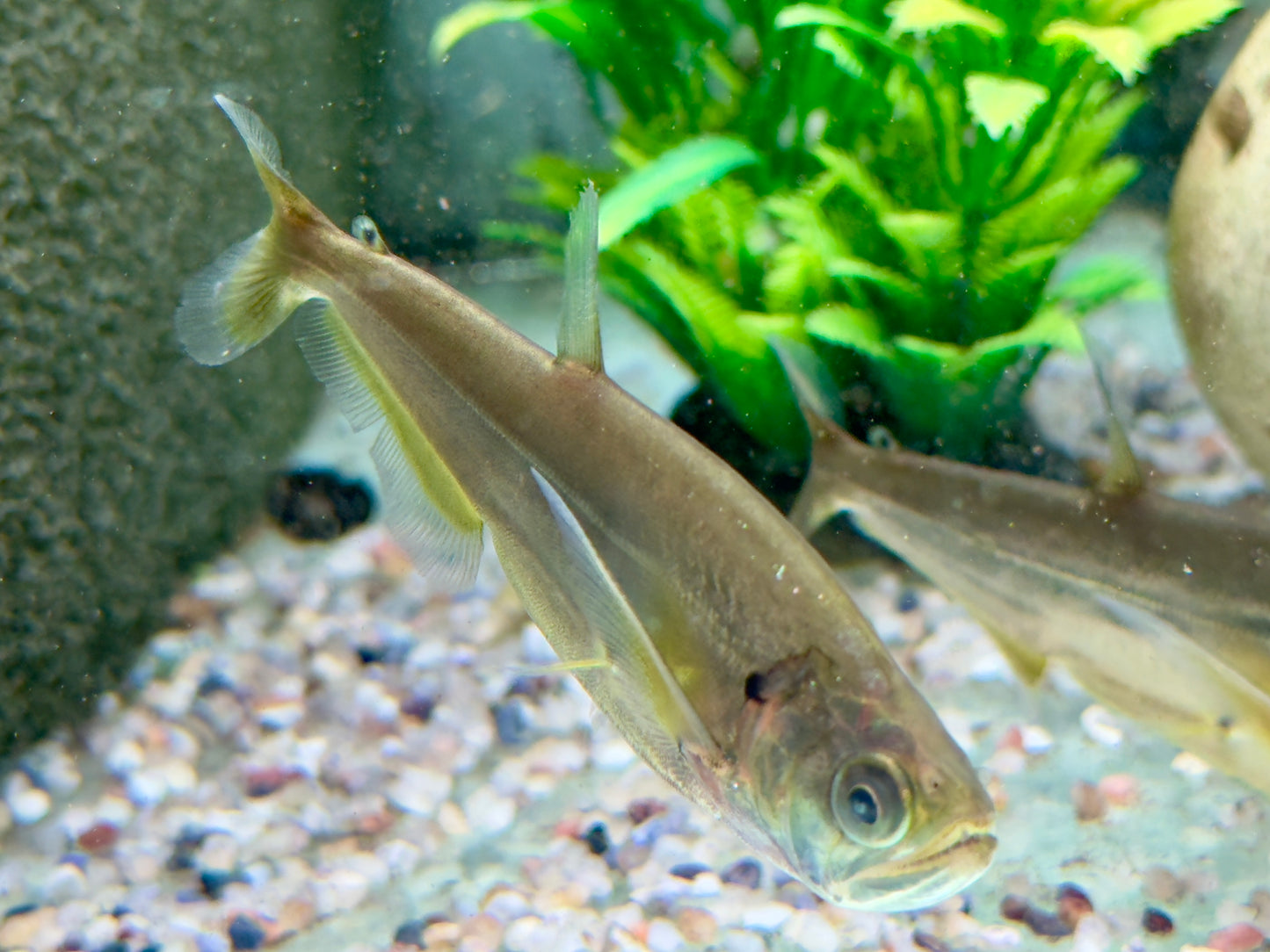 Payara Säbelzahn Salmler Hydrolycus scomberoides