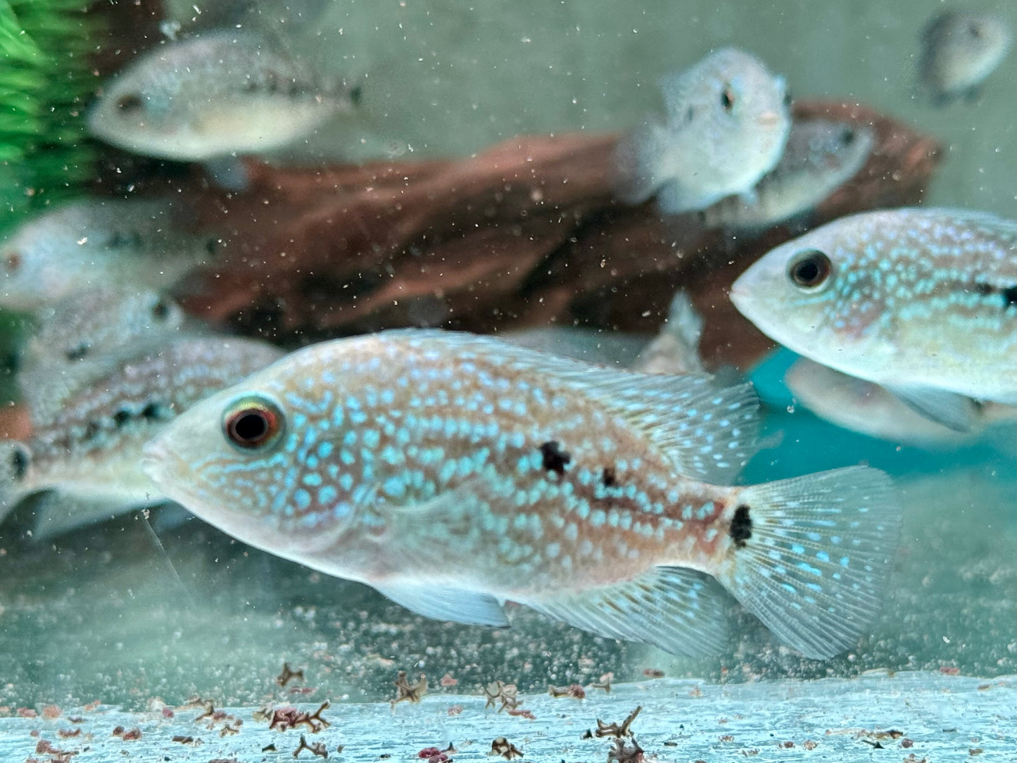 Perlcichlide Herichthys carpintis