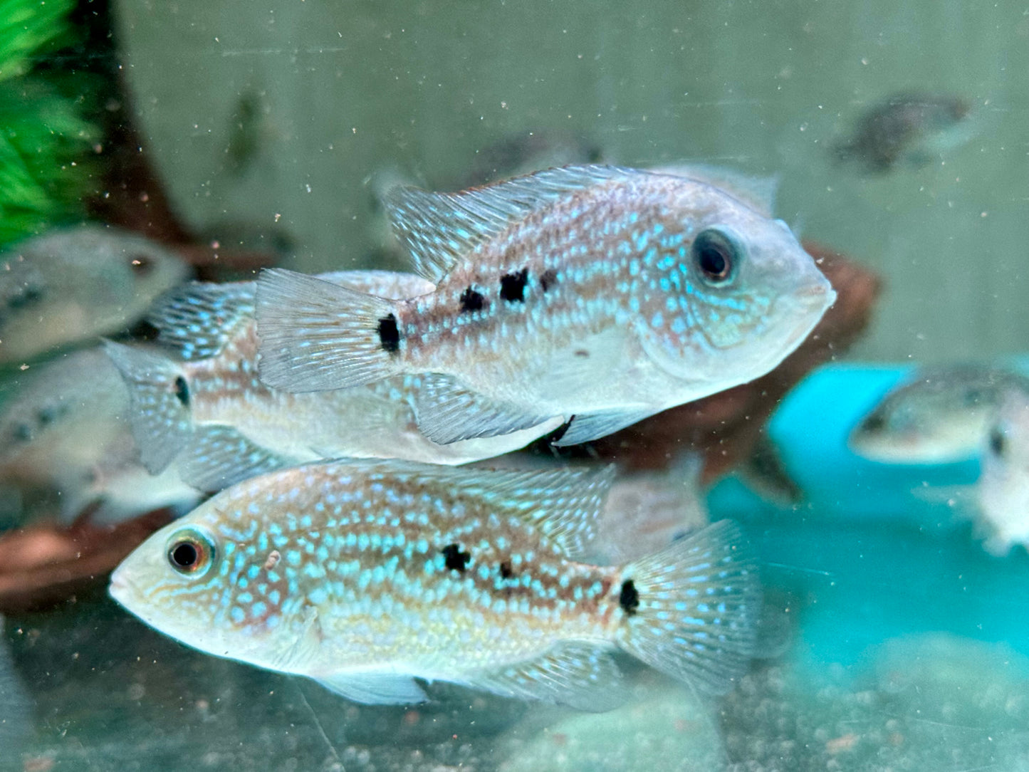 Perlcichlide Herichthys carpintis