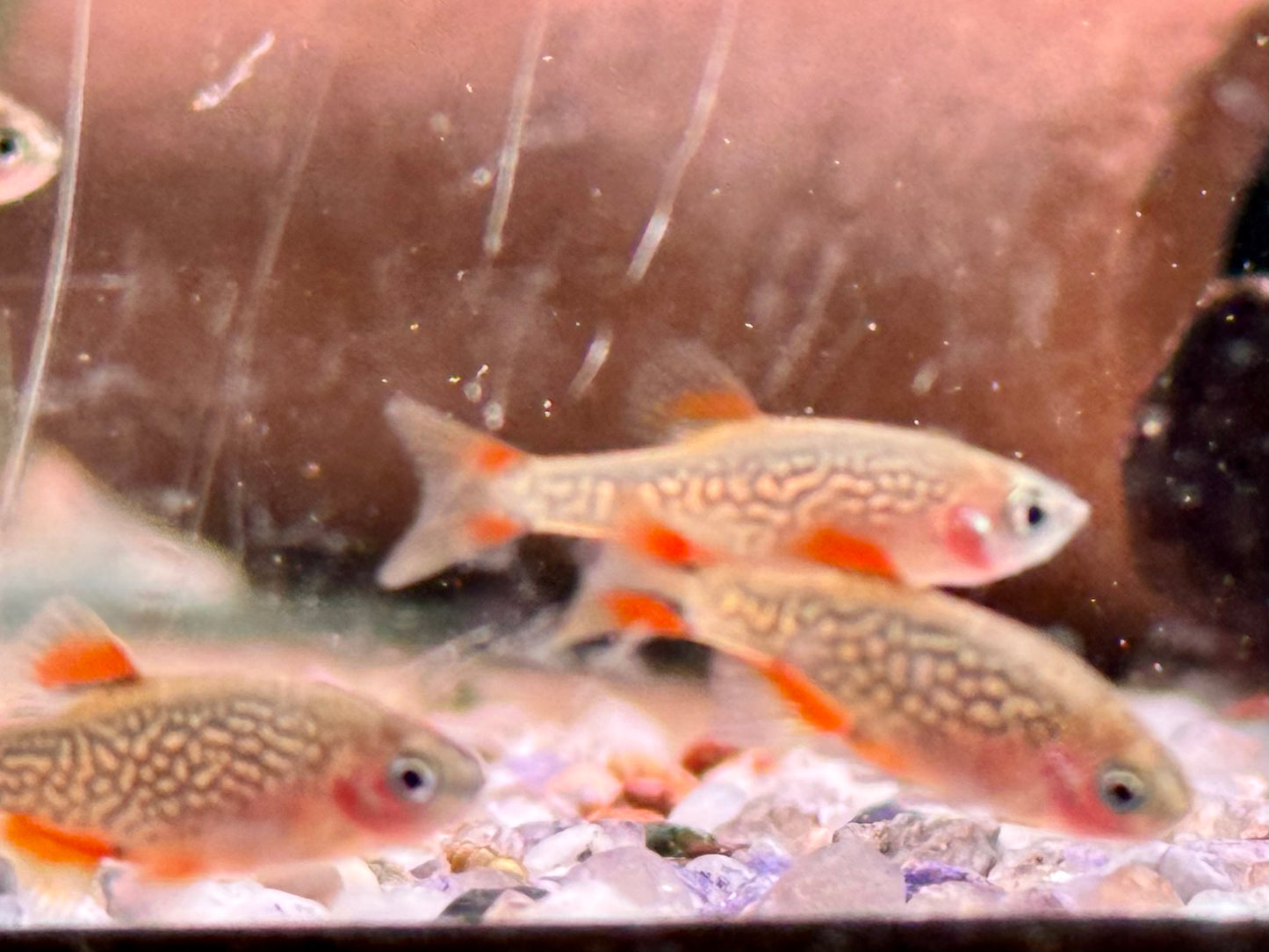 Perlhuhnbärbling Danio margaritatus Nanofisch