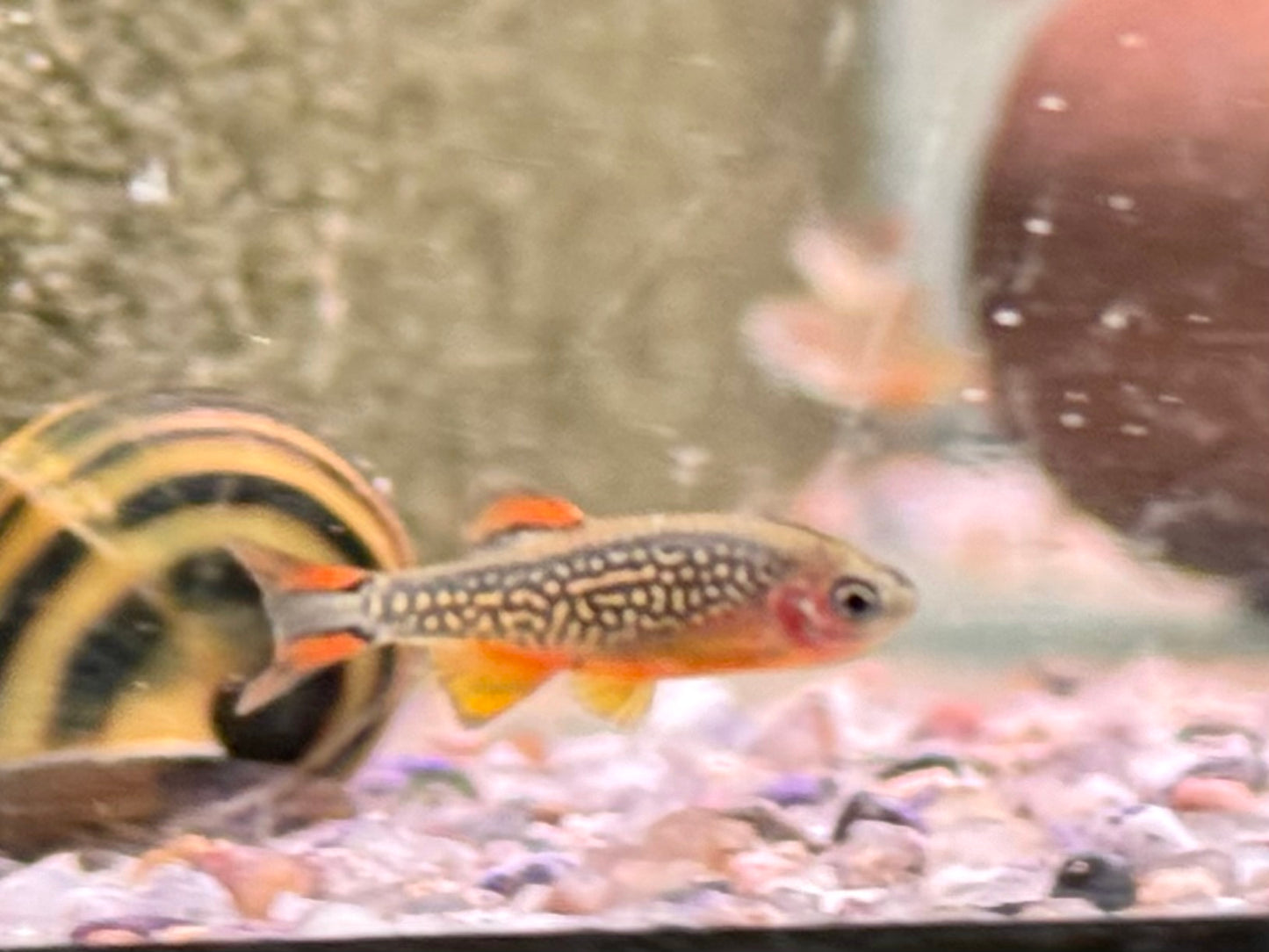 Perlhuhnbärbling Danio margaritatus Nanofisch