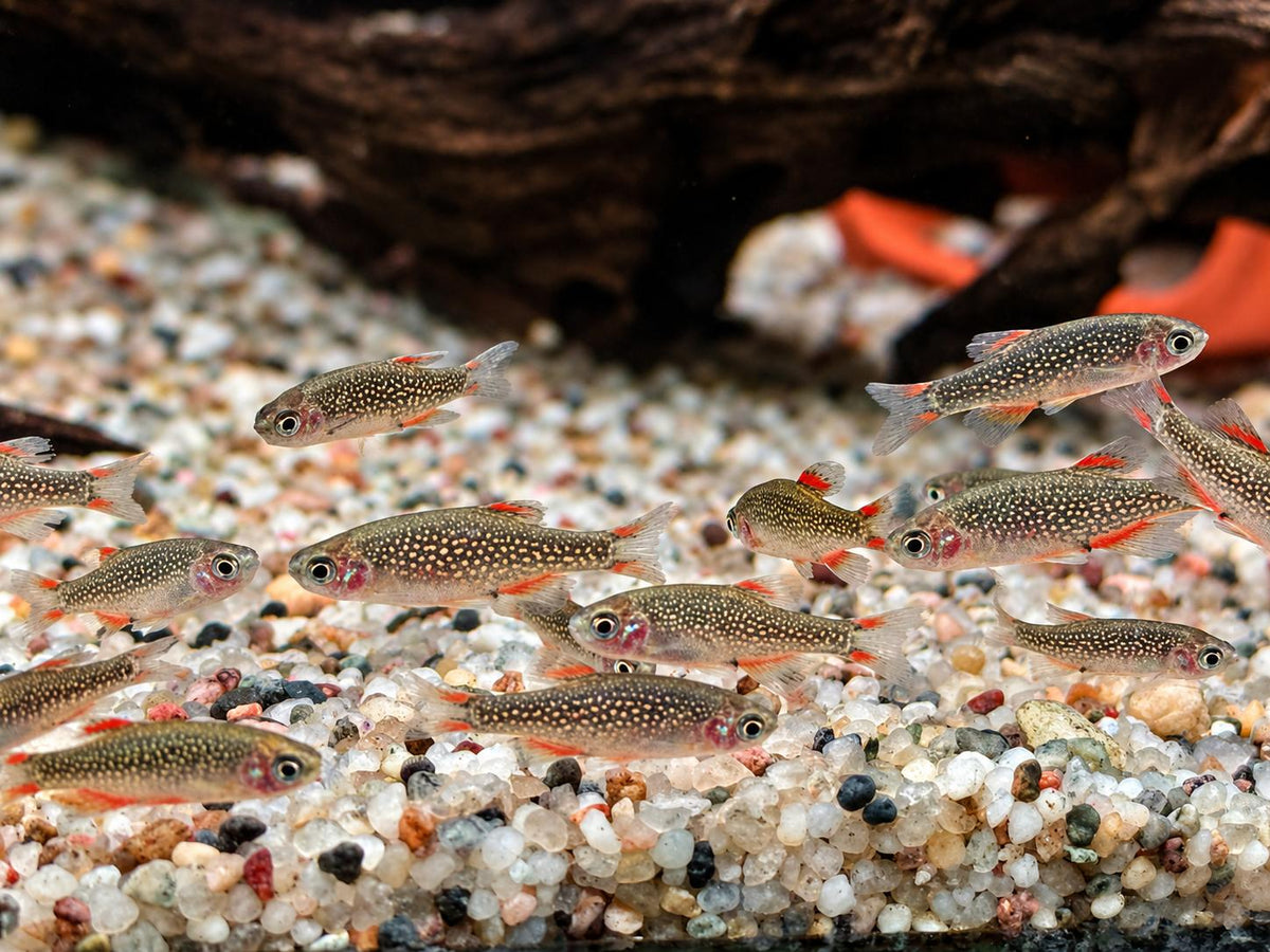 Perlhuhnbärbling Danio margaritatus Nanofisch