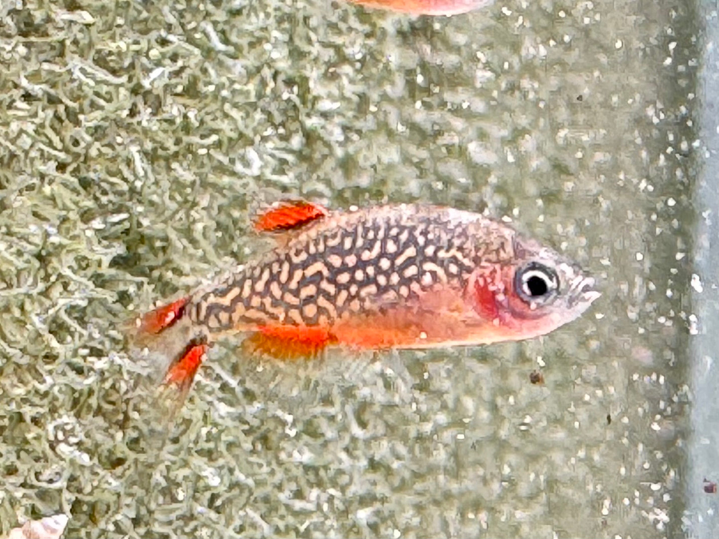 Perlhuhnbärbling Danio margaritatus Nanofisch
