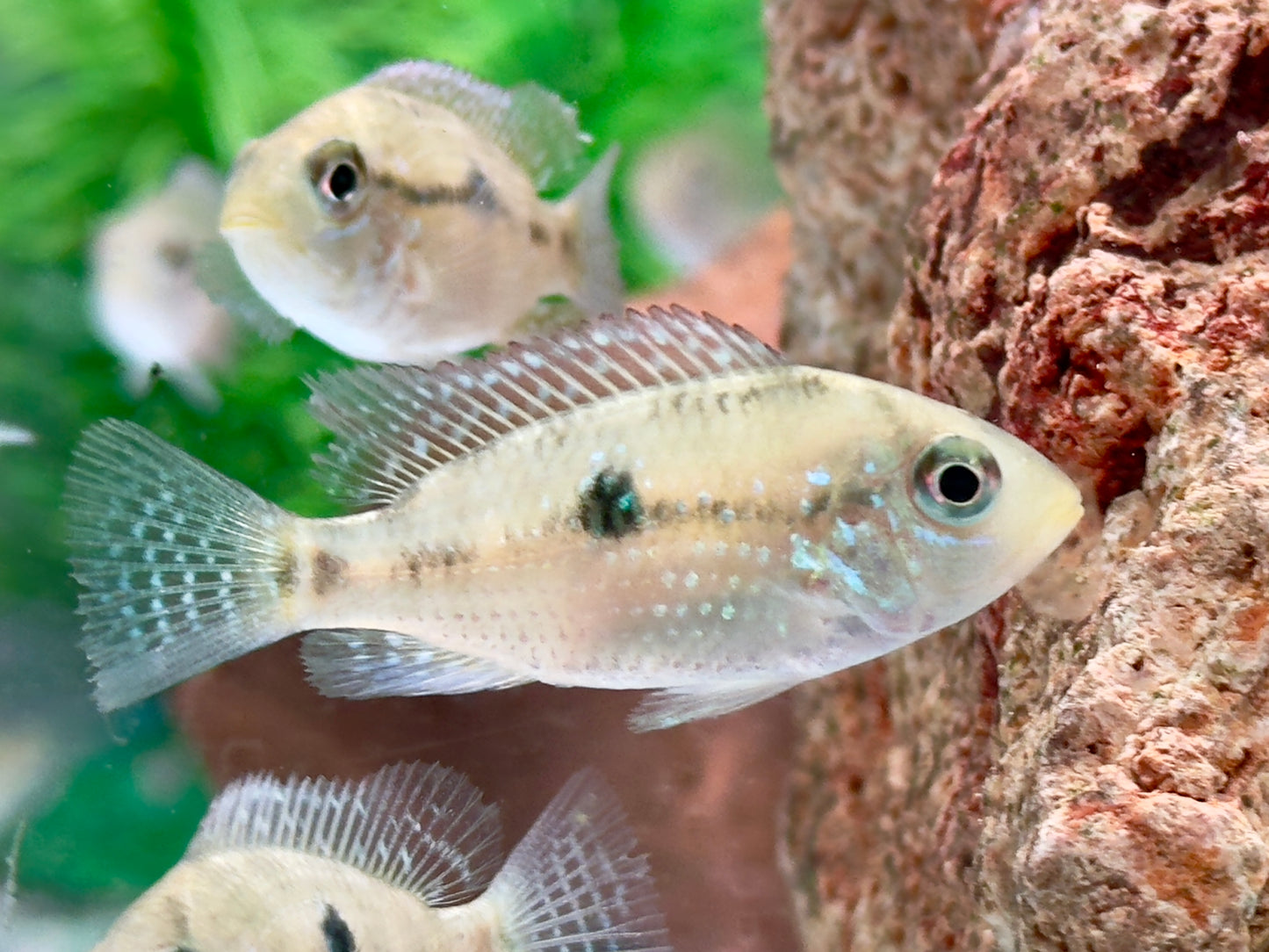 Perlmutt Erdfresser Geophagus brasiliensis