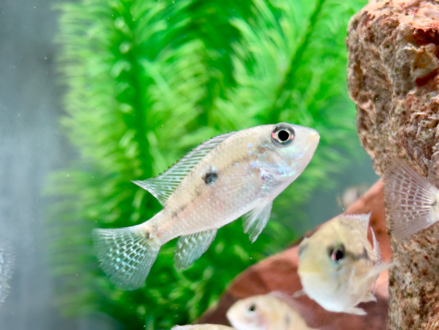 Perlmutt Erdfresser Geophagus brasiliensis