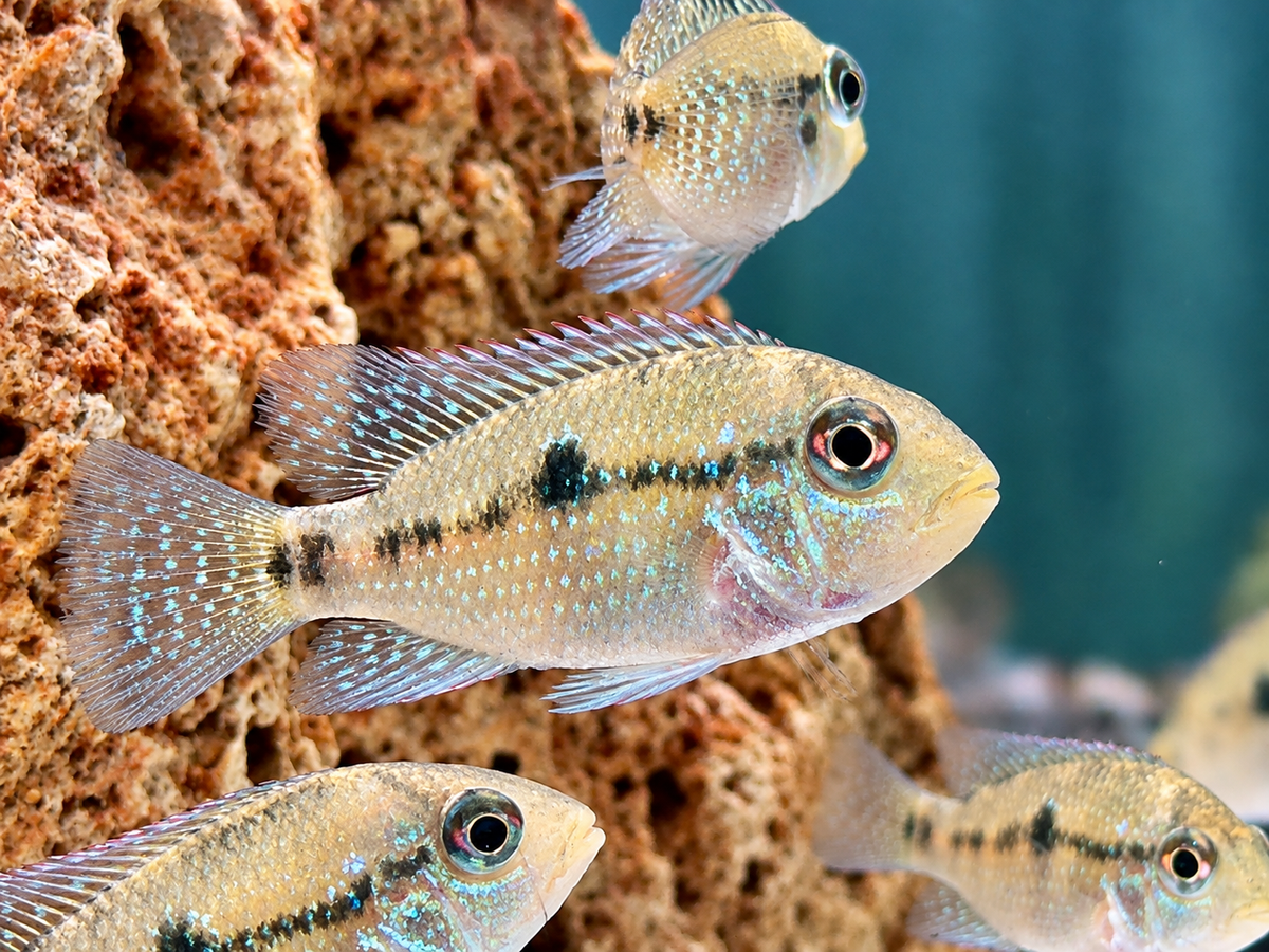 Perlmutt Erdfresser Geophagus brasiliensis