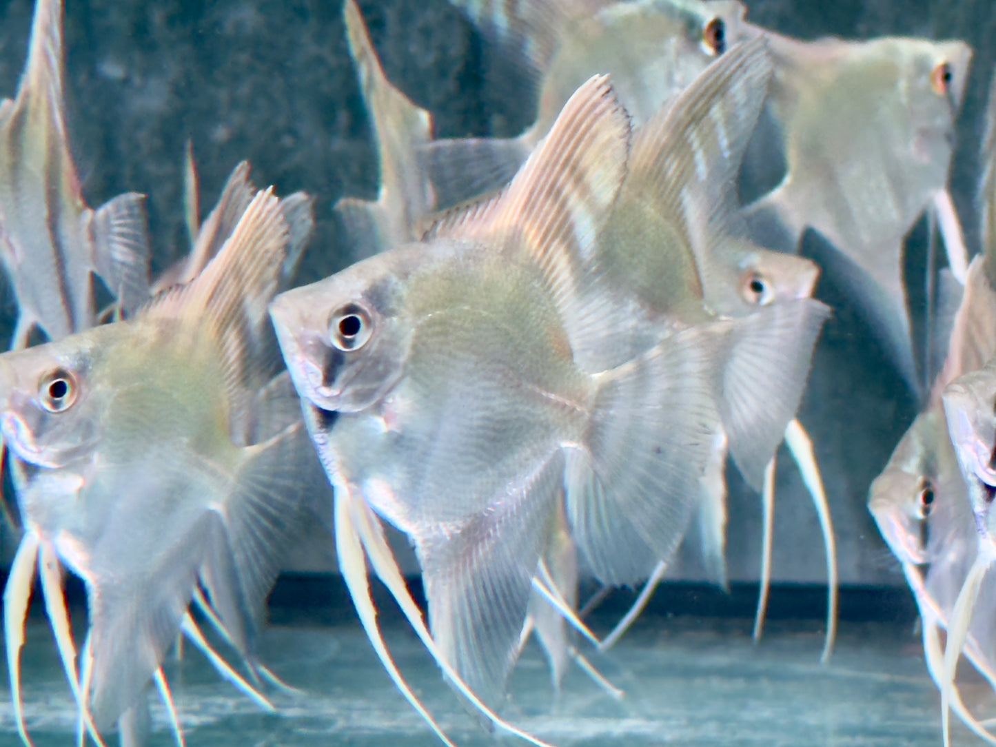Peru Altum Skalar Pterophyllum peruensis
