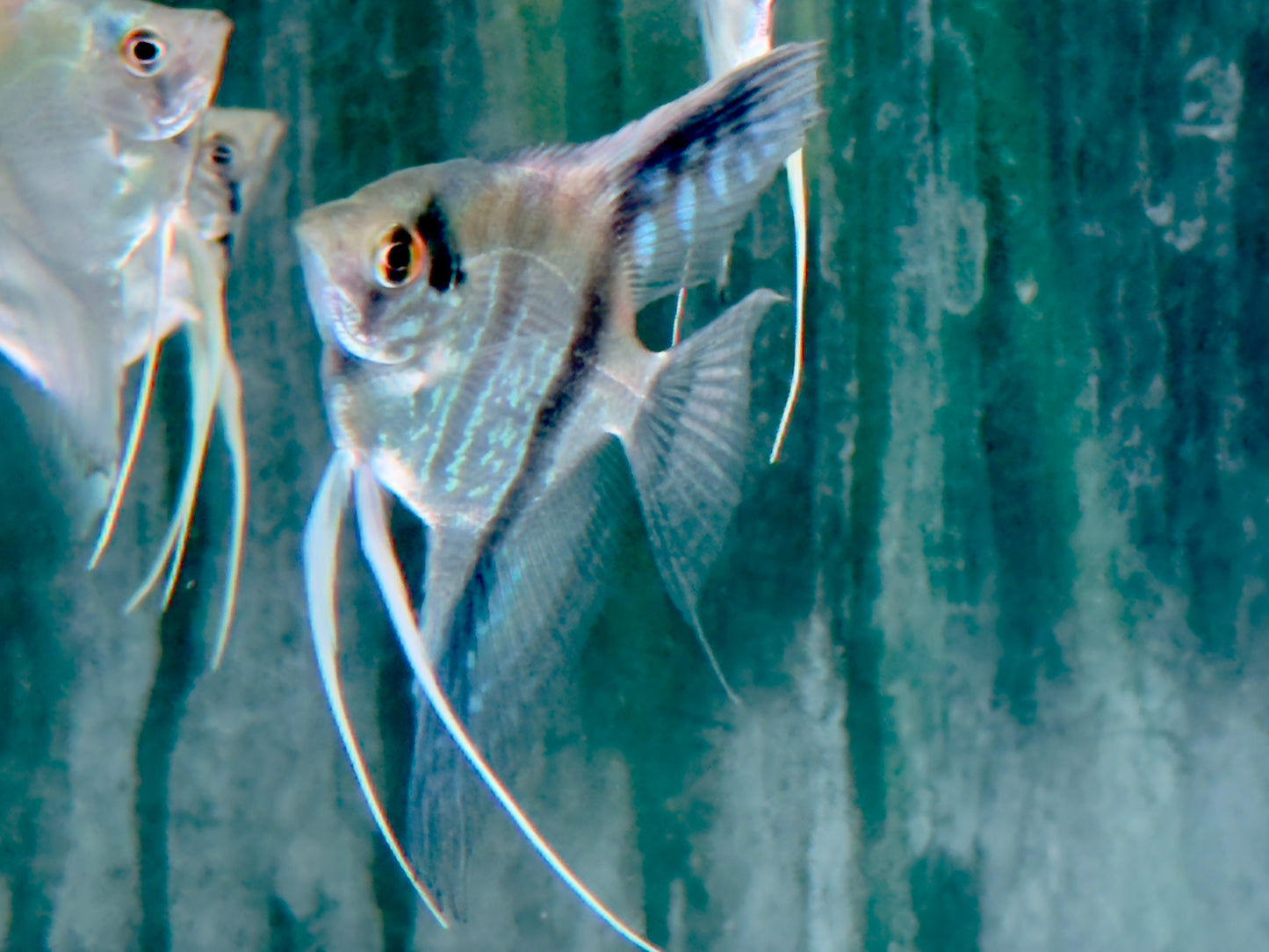 Peru Altum Skalar Pterophyllum peruensis