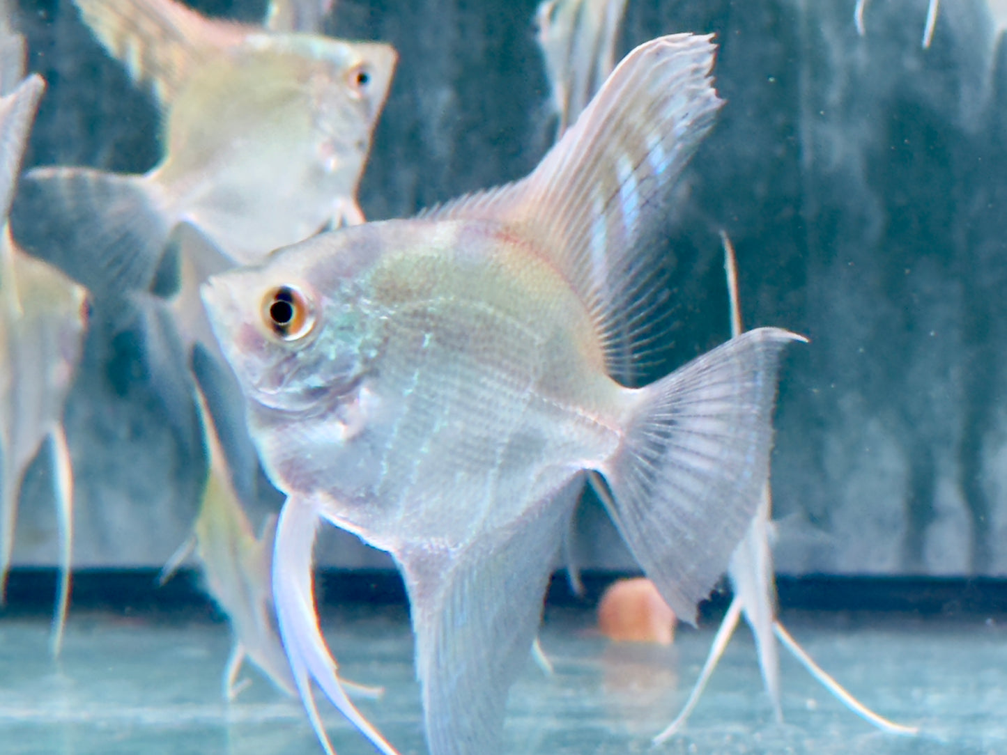 Peru Altum Skalar Pterophyllum peruensis
