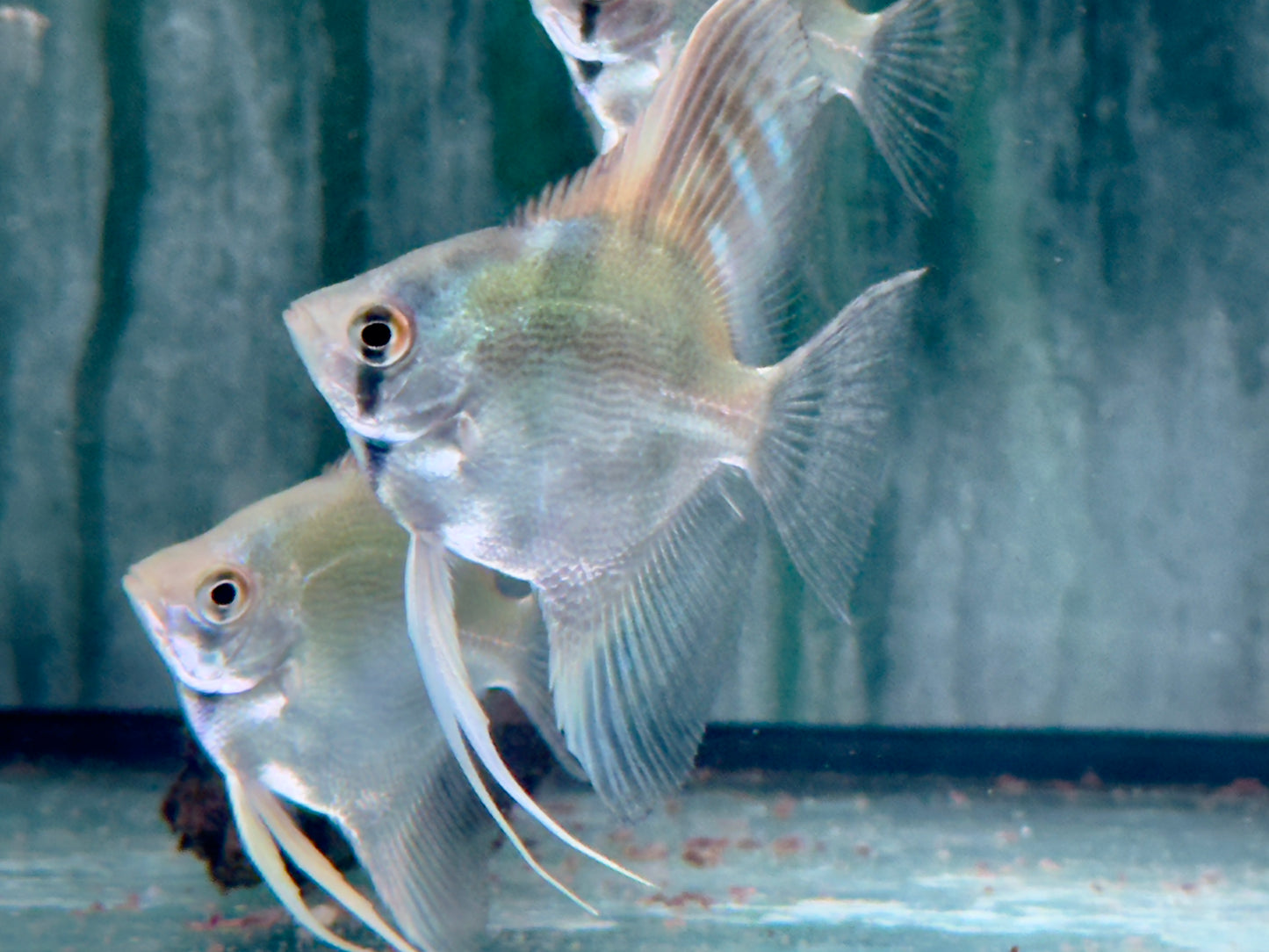 Peru Altum Skalar Pterophyllum peruensis
