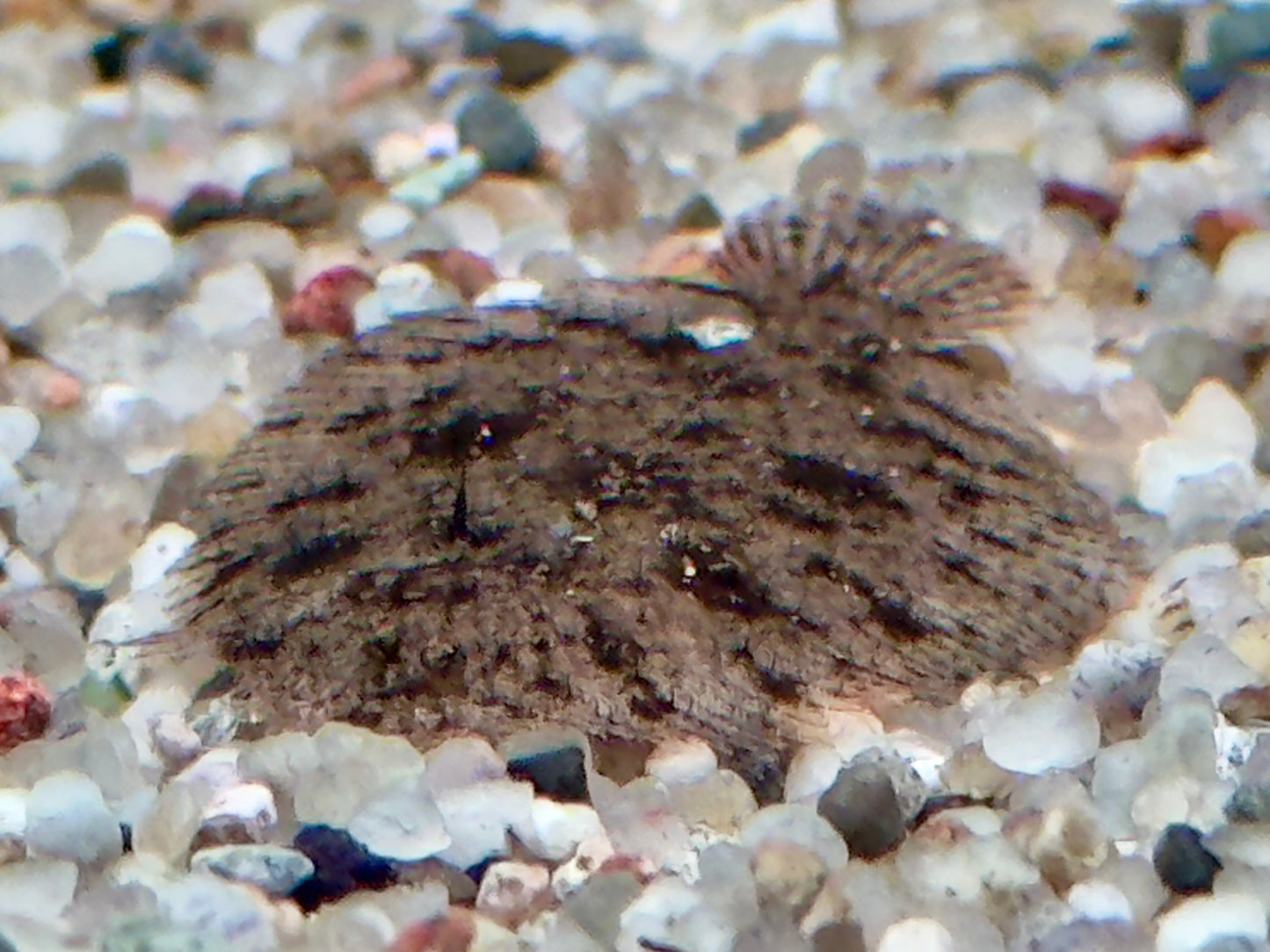 Peru Süßwasserflunder Hypoclinemus mentalis