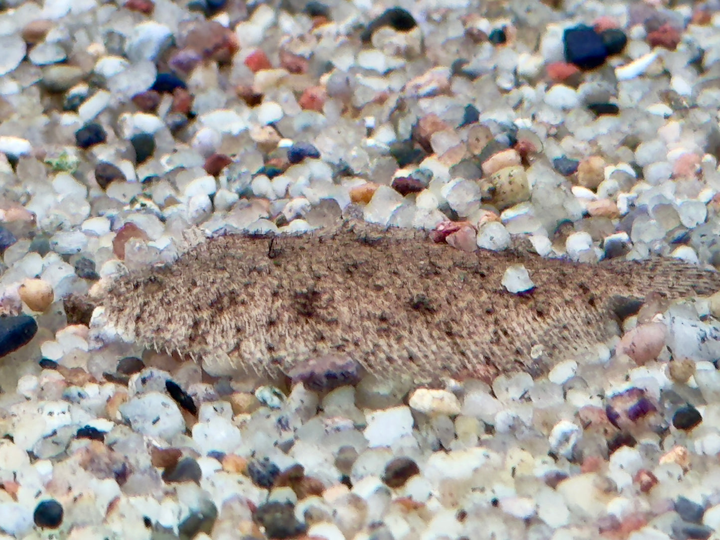 Peru Süßwasserflunder Hypoclinemus mentalis