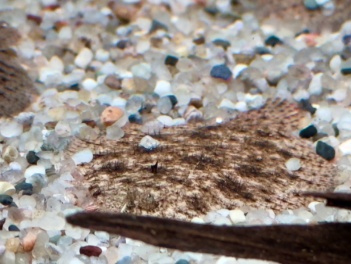 Peru Süßwasserflunder Hypoclinemus mentalis