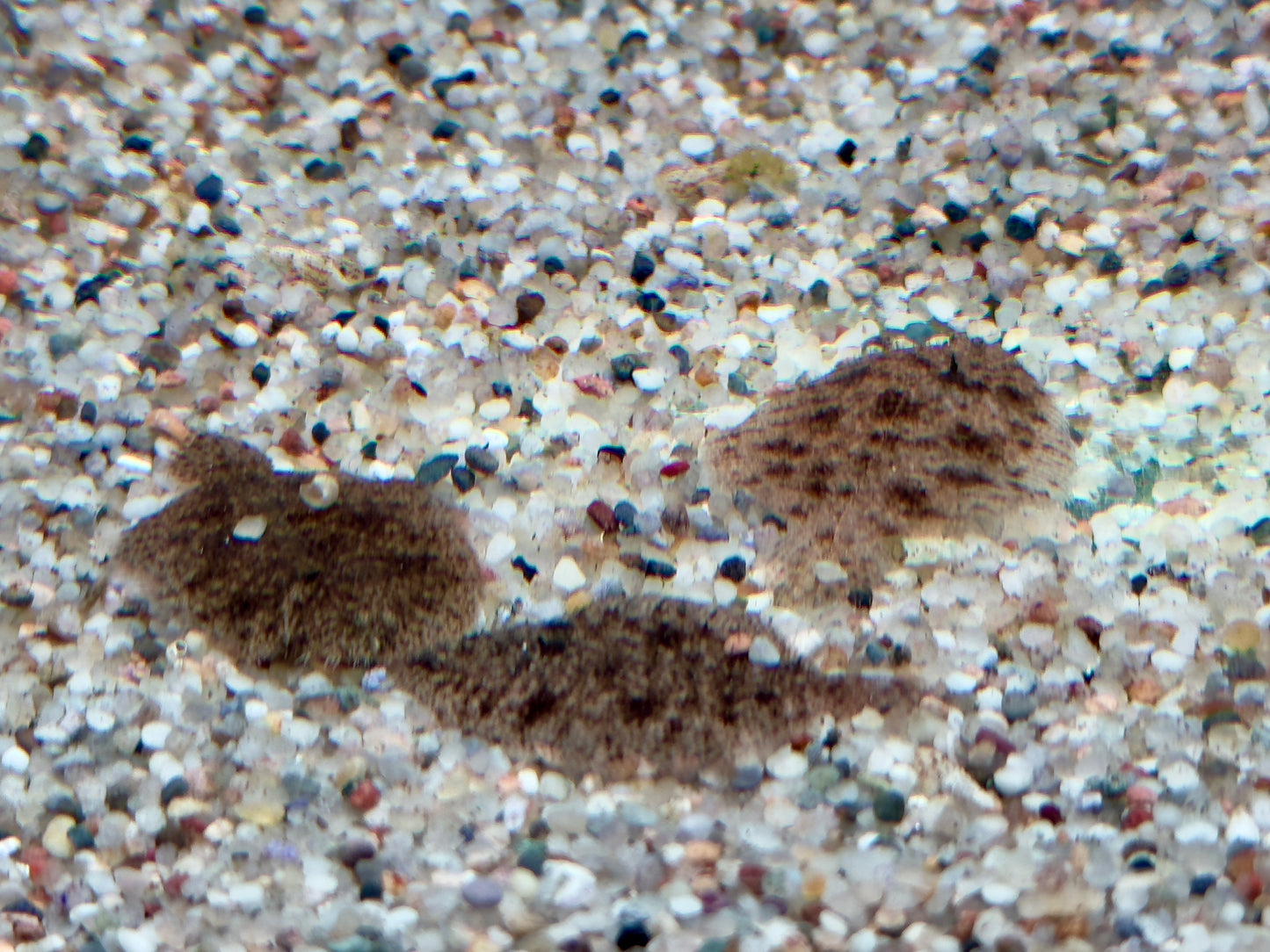 Peru Süßwasserflunder Hypoclinemus mentalis
