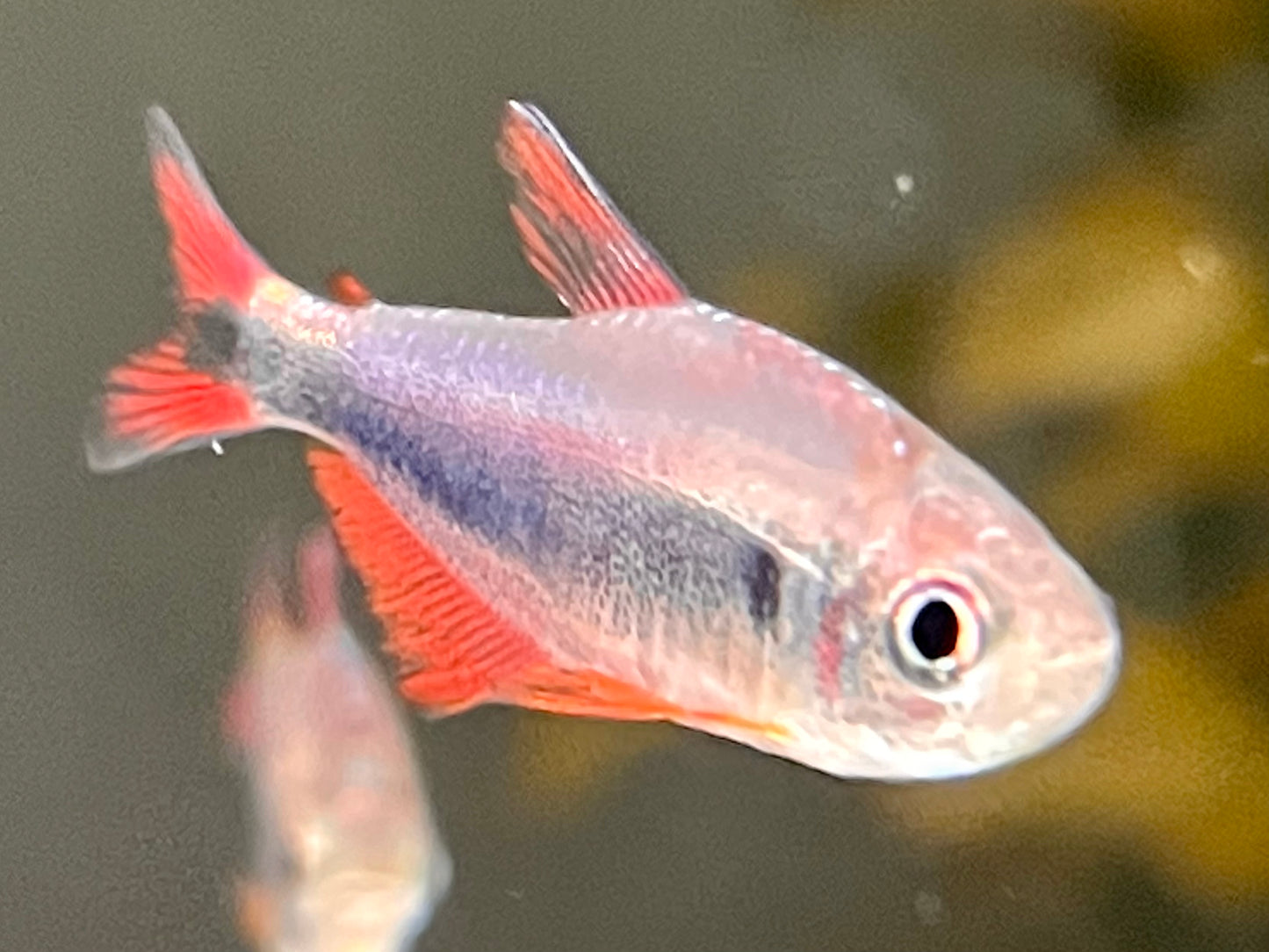 Rot Blauer Perusalmler Hyphessobrycon margitae