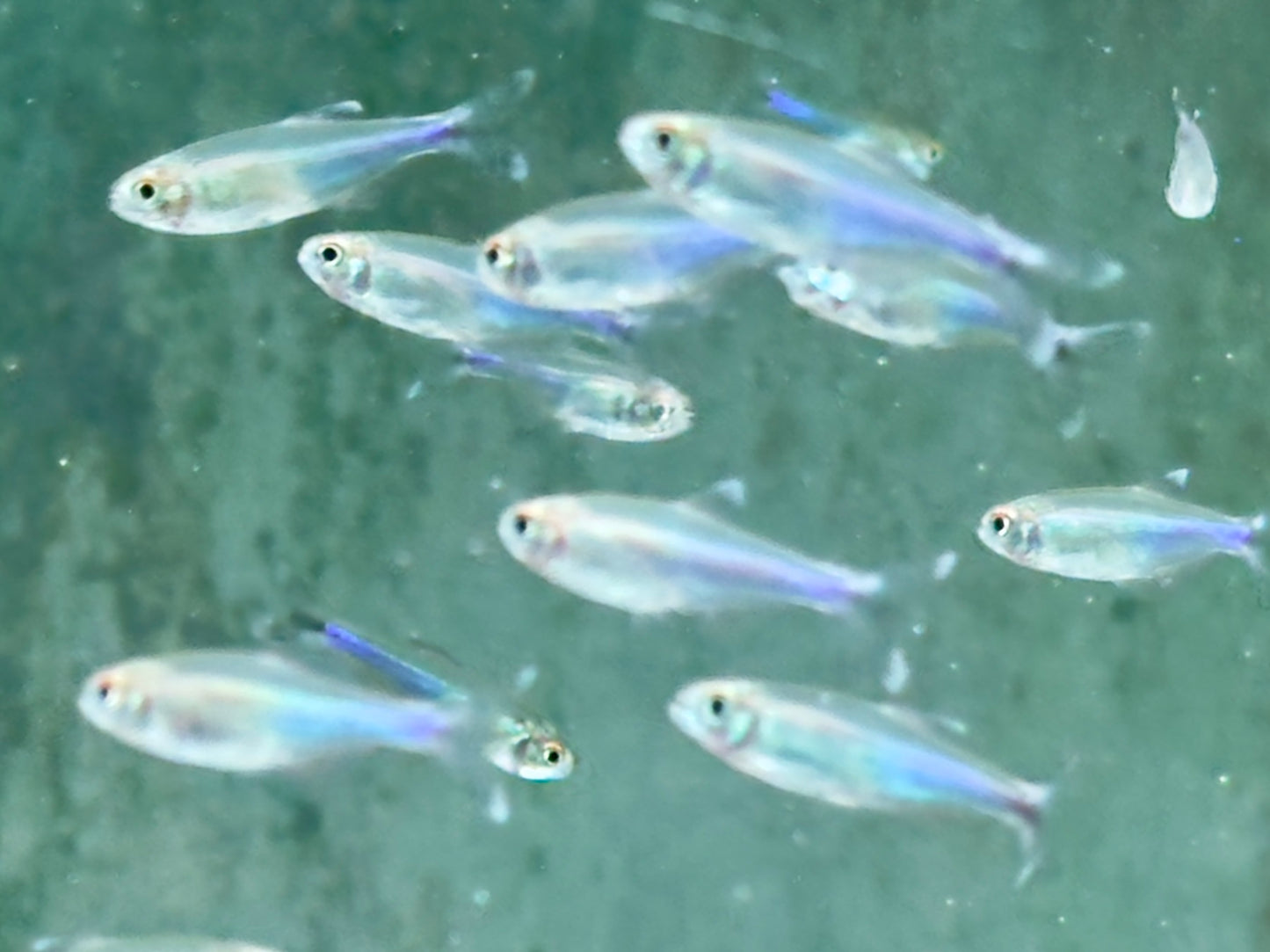 Blauer Perusalmler Knodus borki Boehlkea fredcochui
