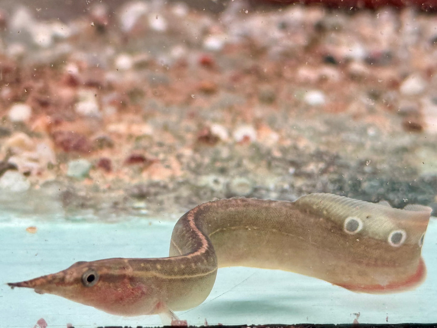 Pfauen Stachelaal Macrognathus siamensis 10-12 cm