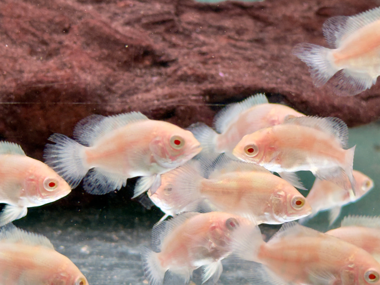 Pfauenaugenbuntbarsch Tiger Oskar Albino Astronotus ocellatus