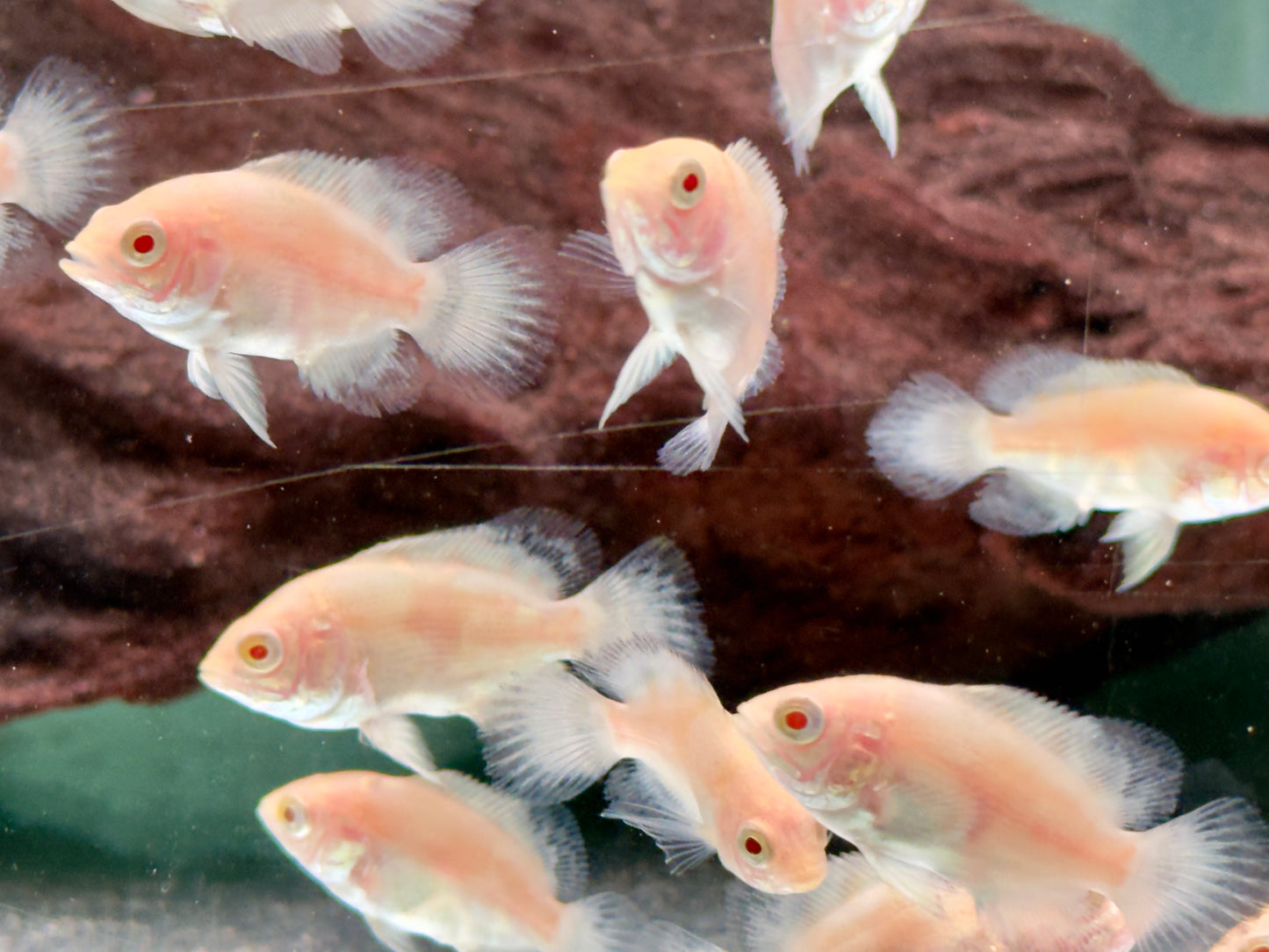 Pfauenaugenbuntbarsch Tiger Oskar Albino Astronotus ocellatus