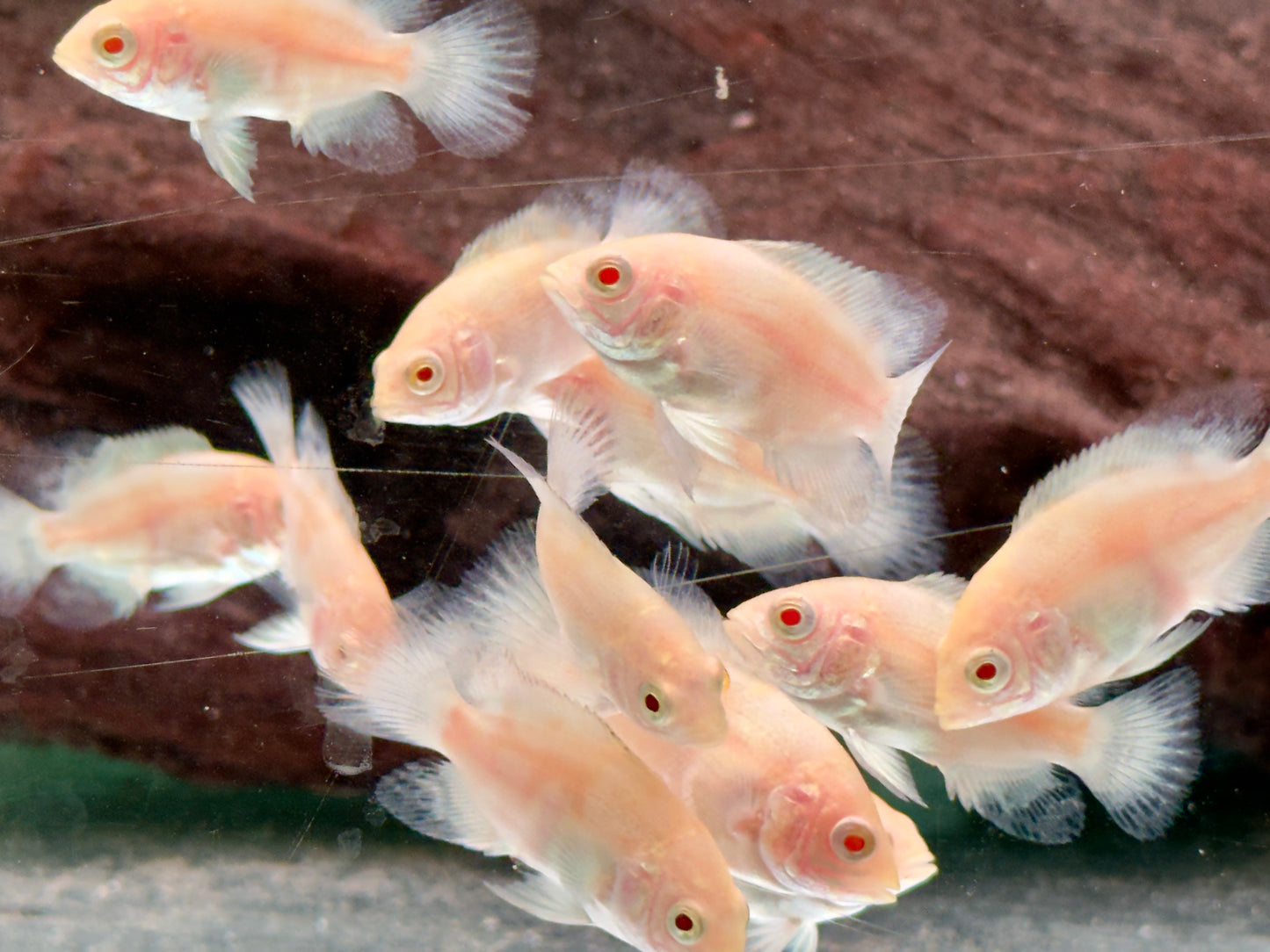Pfauenaugenbuntbarsch Tiger Oskar Albino Astronotus ocellatus
