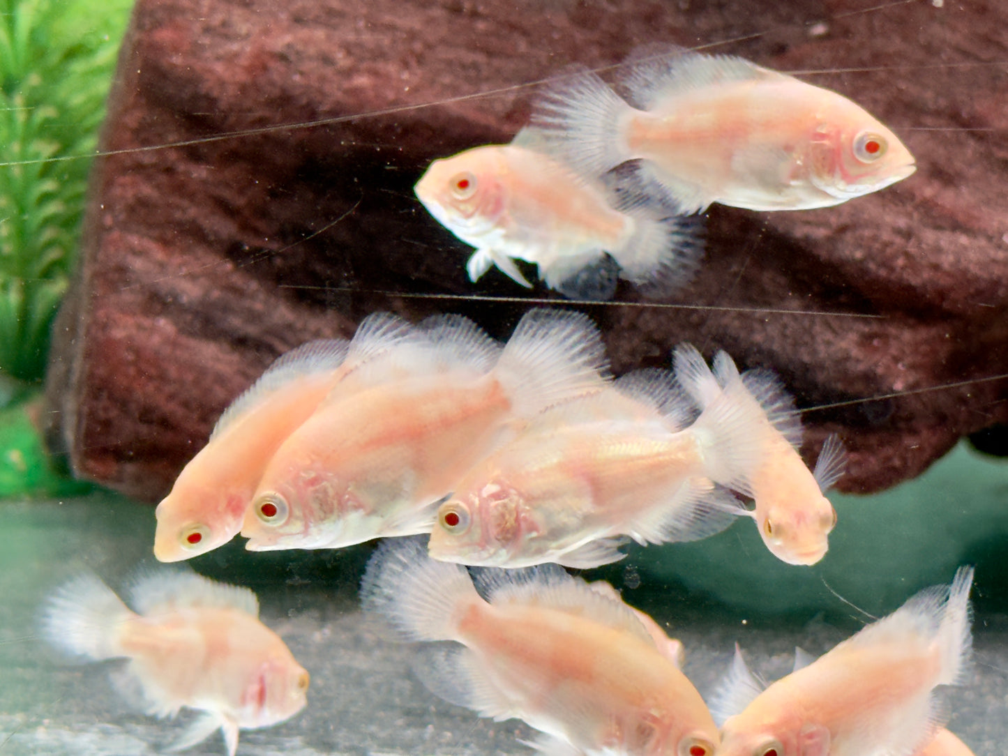 Pfauenaugenbuntbarsch Tiger Oskar Albino Astronotus ocellatus