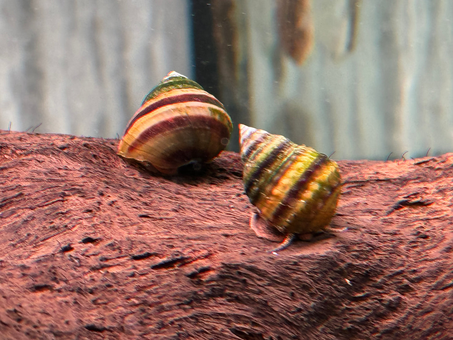 Pianoschnecke Pinselalgenschnecke Taia naticoides