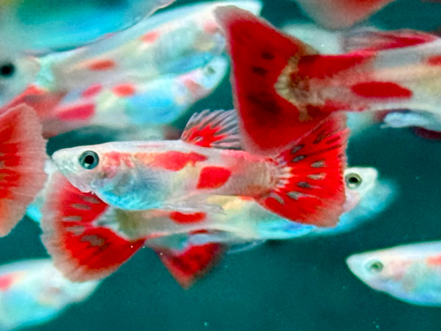 Pigeon Blood Guppy Poecilia reticulata Männchen