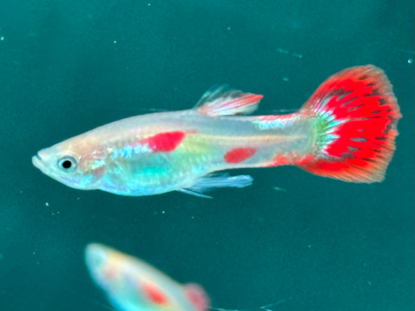 Pigeon Blood Guppy Poecilia reticulata Männchen