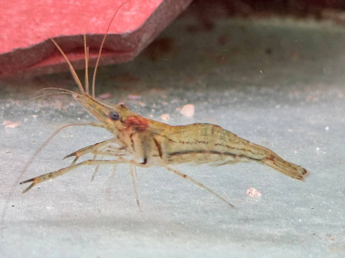 Planarienfresser Garnele Rotscherengarnele Macrobrachium peguens