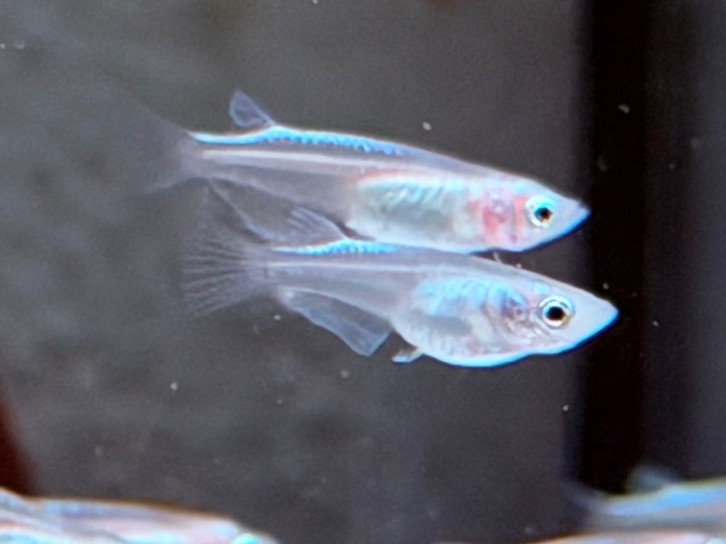 Platinum White Reisfisch Oryzias latipes