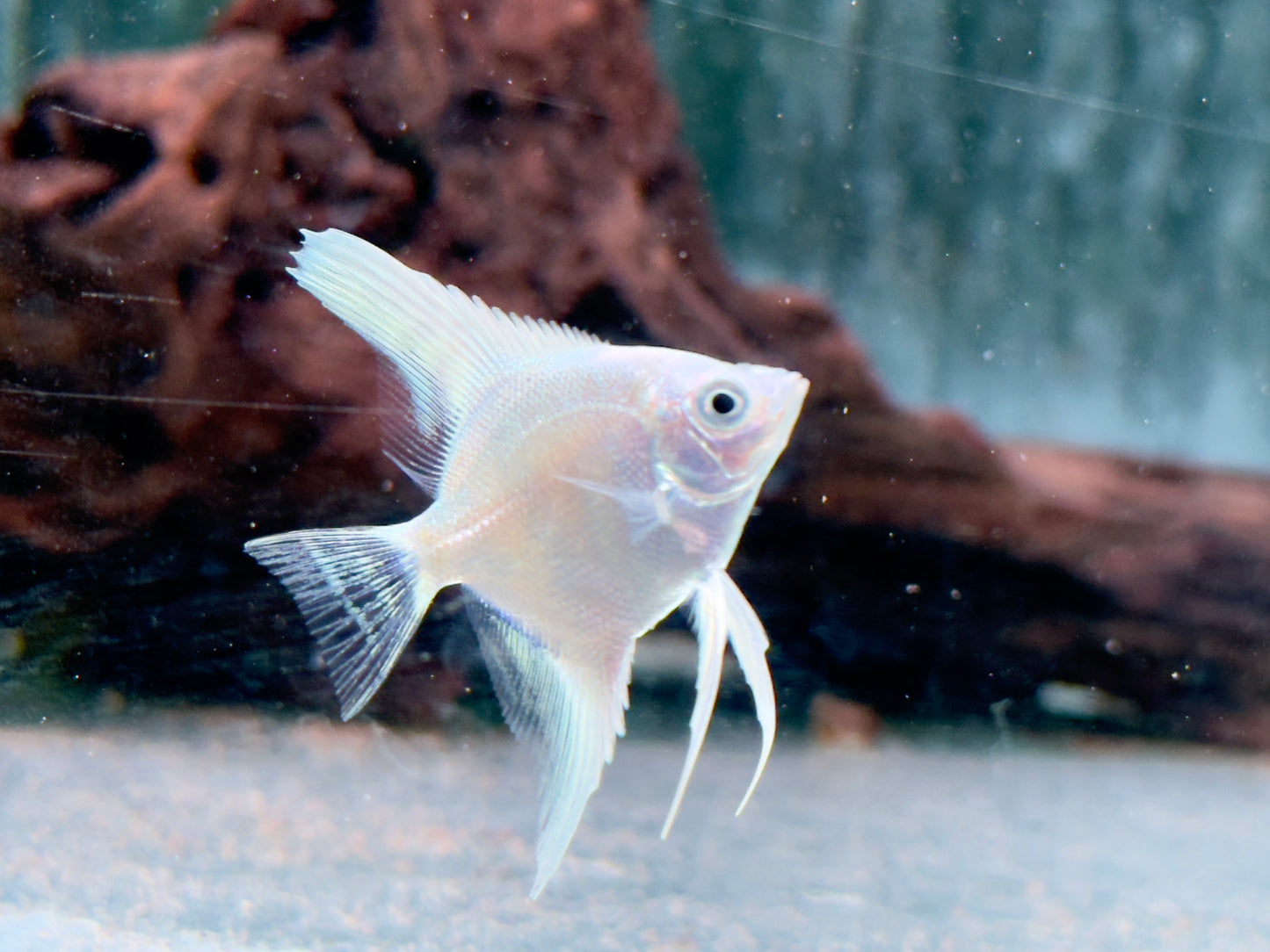 Platinum silver Skalar Pterophyllum scalare
