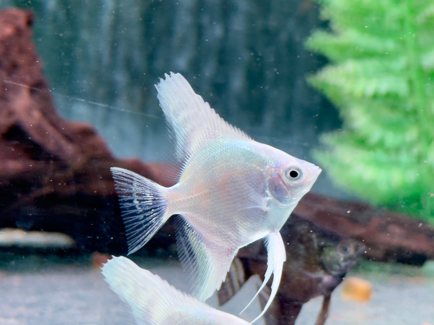 Platinum silver Skalar Pterophyllum scalare