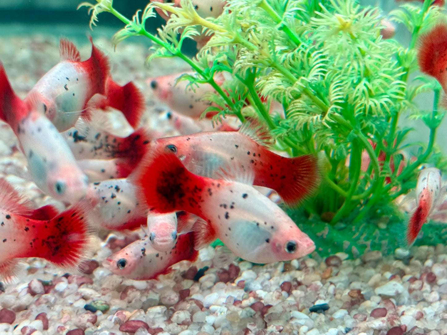 Platy Showa rot weiß calico Xiphophorus maculatus