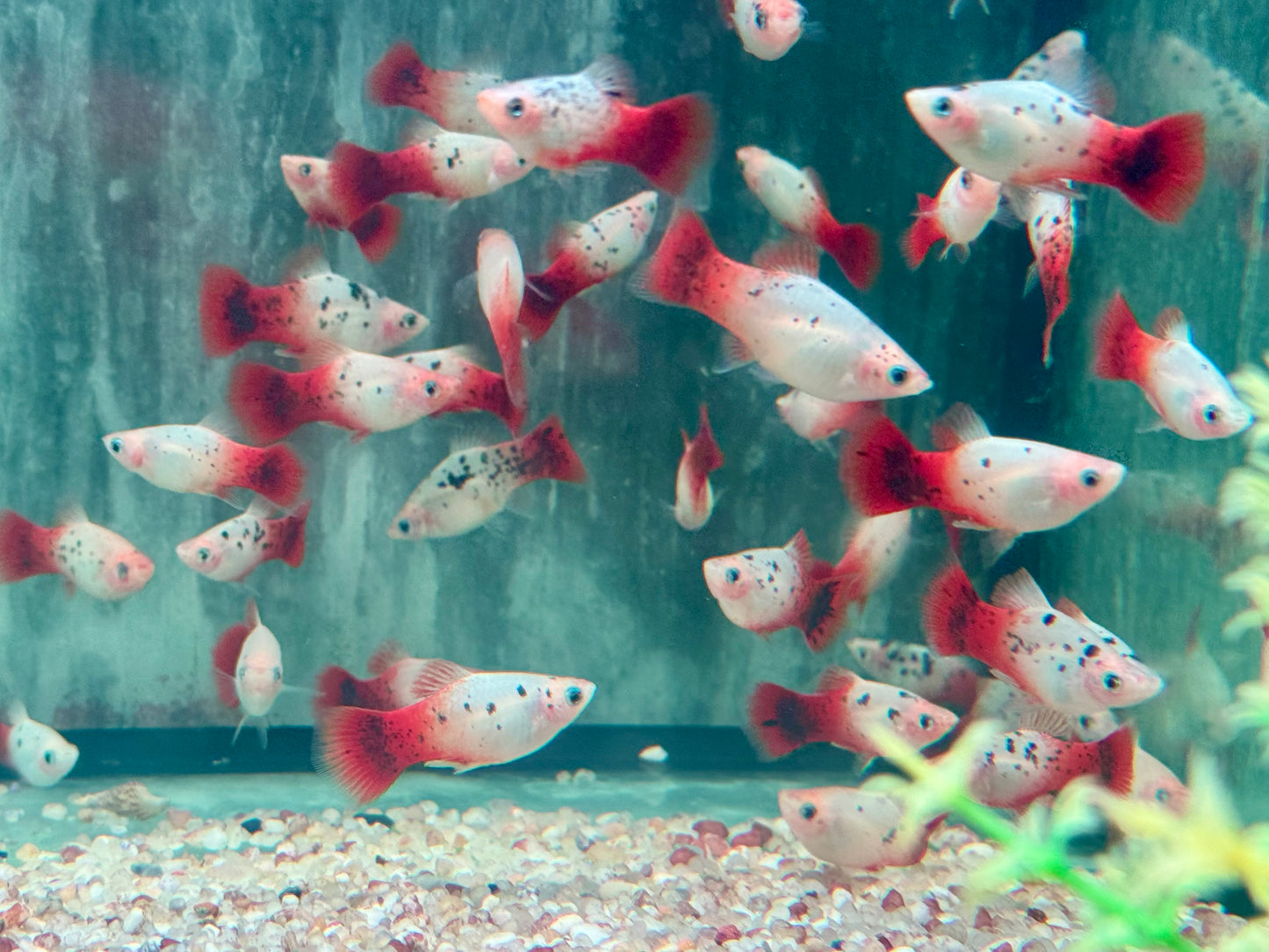 Platy Showa rot weiß calico Xiphophorus maculatus