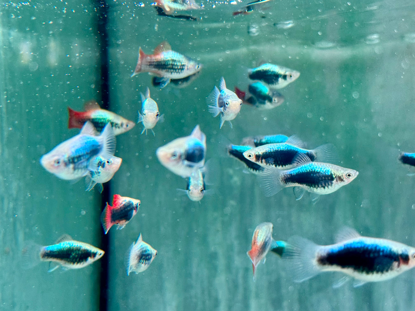 Platy Tuxedo neon blau Xiphophorus maculatus