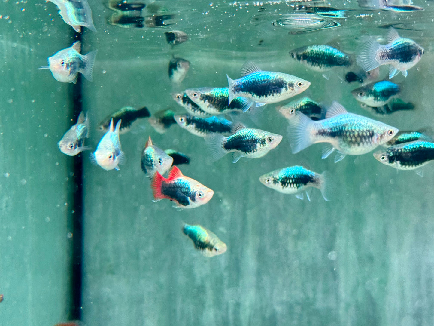 Platy Tuxedo neon blau Xiphophorus maculatus