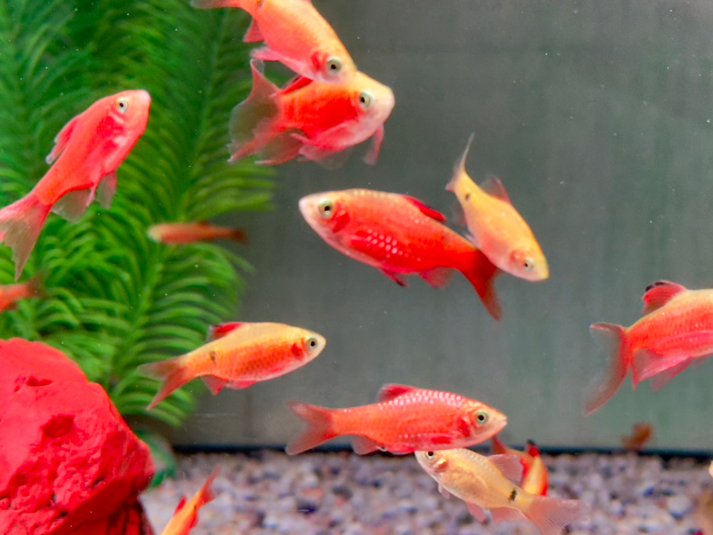 Prachtbarbe gold Pethia Puntius conchonius
