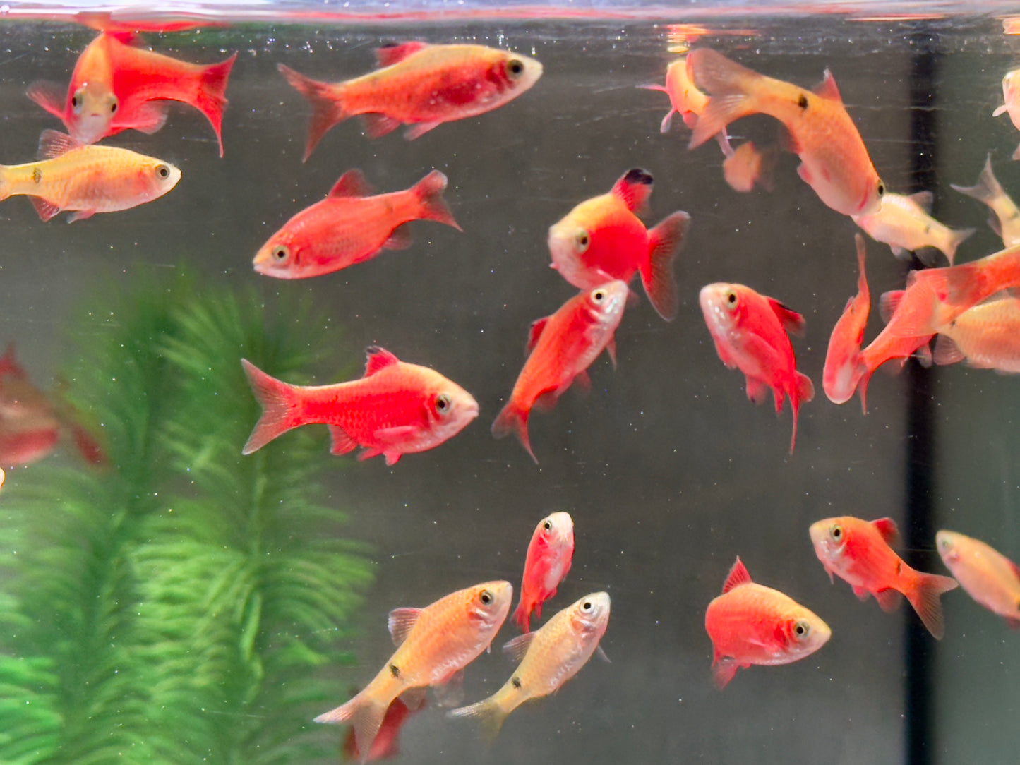 Prachtbarbe gold Pethia Puntius conchonius