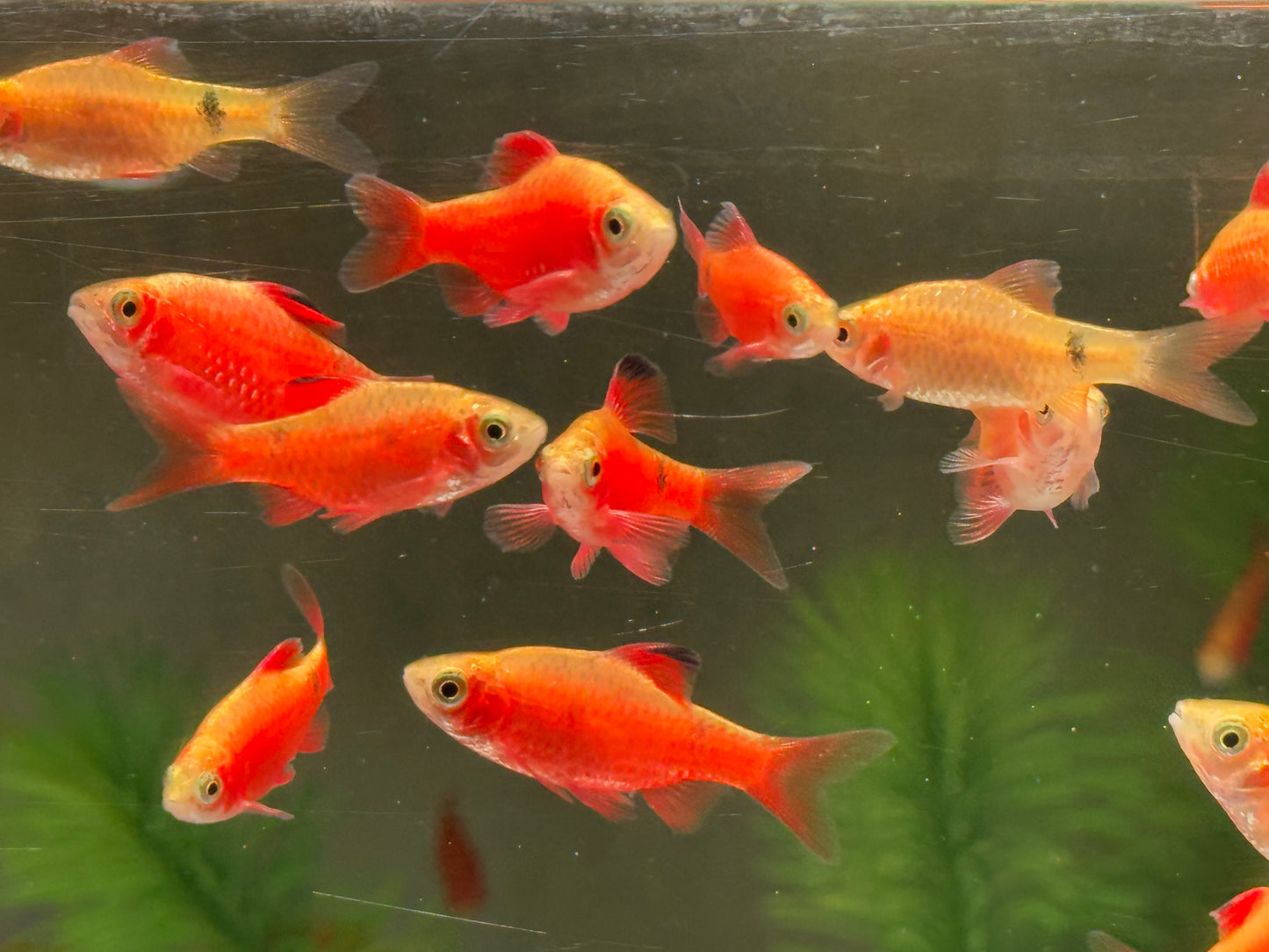 Prachtbarbe gold Pethia Puntius conchonius