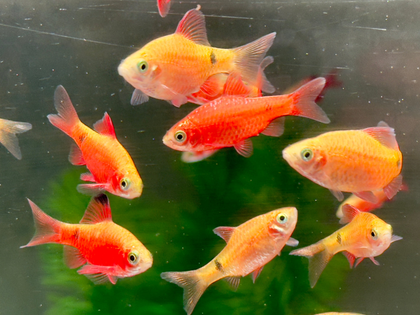 Prachtbarbe gold Pethia Puntius conchonius